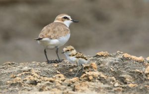 Nasce un presidio a tutela dei nidi del raro fratino, uccello a rischio estinzione