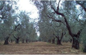 Nigro (PD San Vito): “sulla questione xylella l’amministrazione deve interagire”
