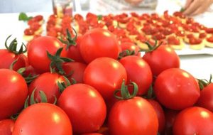 Sabato 14 a Torre Guaceto “La Notte del Pomodoro Fiaschetto”