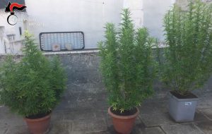 Sul terrazzo tre piante di marijuana alte più di un metro: arrestato 44enne