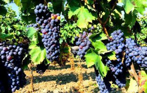 Vendemmia 2023: la Regione Puglia ha riconosciuto le eccezionali avversità atmosferiche e i danni arrecati, adesso spetta al governo nazionale intervenire