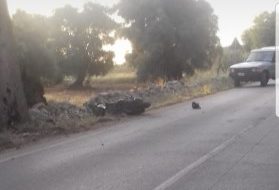 Incidente mortale a Speziale: si indaga sul possibile coinvolgimento di un pirata della strada