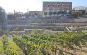 Domani torna vendemmia presso gli orti urbani del Comune di Ceglie