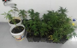 Coltiva 27 piante di marijuana: arrestato bracciante agricolo