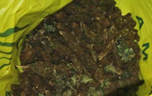 Beccati con oltre 800 grammi di erba: due 18enni agli arresti domiciliari