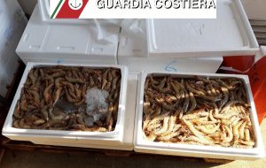 Operazione “Made In Italy”: sequestrata una tonnellata di prodotto ittico