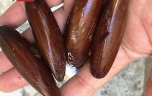La Guardia Costiera sequestra 2,5 Kg di datteri nel Porto di Brindisi