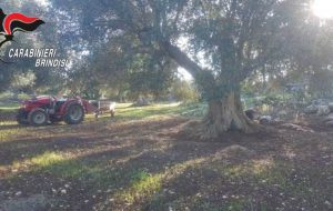 Furto di olive nelle contrade rurali: arrestata coppia cegliese