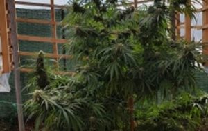 Coltiva nel giardino di casa una pianta di marijuana alta 2 metri