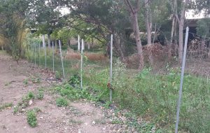FdI: “maggiore cura per i dog park”
