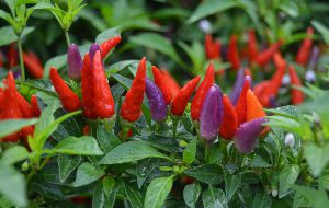 Ladri di peperoncino beccati dalle telecamere dell’ortolano: denunciati