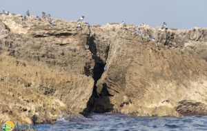 Viaggio sulle isole di Torre Guaceto, dove i colombi selvatici costruiscono nidi speciali