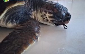 L’inquinamento uccide le tartarughe: circa 50 gli animali curati a Torre Guaceto in 2 anni