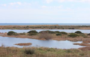 Strana moria di pesci al Parco delle Saline di Punta della Contessa