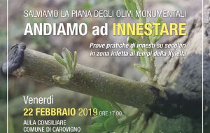 Il 22 febbraio a Carovigno incontro divulgativo: “Salviamo la Piana degli Olivi Monumentali, Andiamo a Innestare”