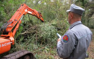 Azienda taglia abusivamente cento querce in un bosco: maximulta a proprietario