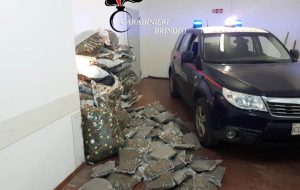 I Carabinieri scovano più di due quintali di marijuana: nei guai un’intera famiglia di Carovigno