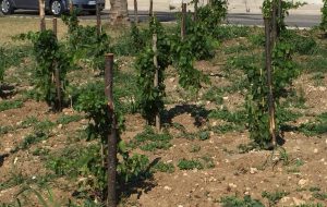 Brindisi punta sulla cultura del vino: martedì la potatura didattica del vigneto di via del Mare