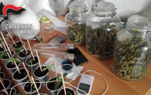 Coltiva 52 piante di marijuana nel bagno di casa: arrestato dai Carabinieri