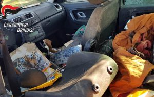 Sei cani abbandonati tra sporcizia ed escrementi in auto chiusa a chiave: denunciata 54enne