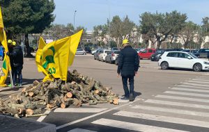 Comune di Brindisi: “Solidarietà a chi protesta contro xylella ma serve unità”