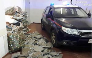 Arrivano i risultati dell’esame sui 2,5 Kg di marijuana sequestrati a Carovigno: THC superiore al consentito