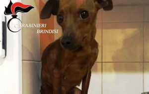 In casa attrezzi rubati ed un pincher in evidente stato di denutrizione: coppia francavillese denunciata per maltrattamento di animali e ricettazione