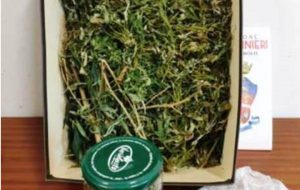 In casa aveva una pistola e più di 500 grammi di marijuana: arrestato