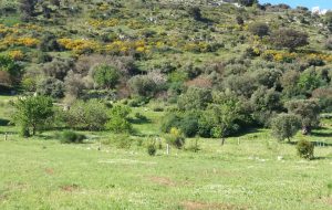 Al Parco di Santa Maria d’Agnano una serata di Beneficenza pro Villaggio Sos