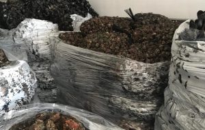Sequestrate 3 tonnellate di molluschi nel porto di Brindisi