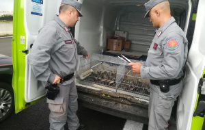 45 esemplari di uccelli protetti trasportati in furgone verso il Lazio: denunciate due persone