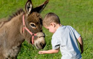 I bambini e gli asinelli: sabato 25 iniziativa a Le Terrazze di Serranova