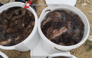 La Guardia Costiera sequestra due tonnellate di cetrioli di mare