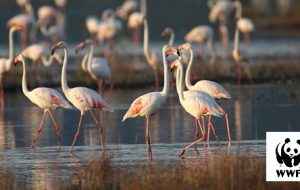 Torna la Giornata delle Oasi WWF a Torre Guaceto
