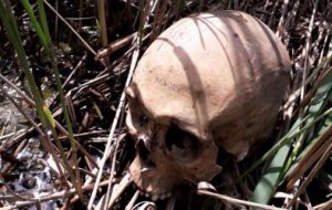 Mistero a Torre Guaceto: ritrovato un teschio