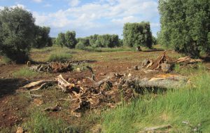 Ulivi secolari abbattuti nel Parco di Serranova: denuncia dei  No TAP Brindisi
