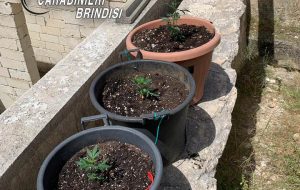 Coltiva tre piantine di canapa sul terrazzo di casa