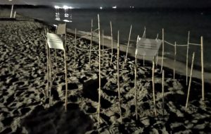 Nidi di Caretta caretta nel leccese, Torre Guaceto sul posto