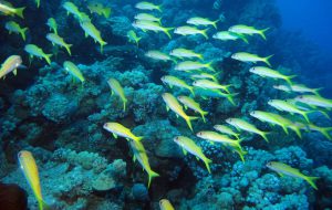All’Aeroporto di Brindisi la splendida mostra “Nel mare dell’intimità. L’archeologia subacquea racconta il Salento”