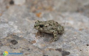Anche le specie comuni sono speciali: il rospo smeraldino di Torre Guaceto