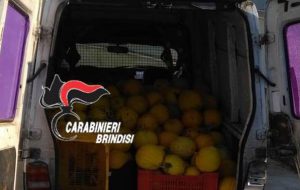 Ruba sei quintali di meloni gialli da un’azienda agricola: arrestato 35enne