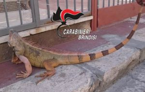 In casa un iguana lungo 1,20 metri: denunciato muratore di San Pietro