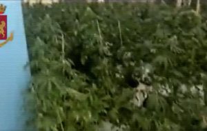 Tre quintali di marijuana nel locale concesso dal Comune: arrestato Quintino Trane