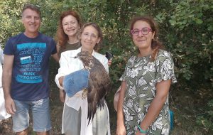 Il Centro Fauna selvatica della Provincia di Brindisi libera una Poiana