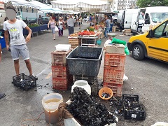 120 Kg di cozze sequestrate al mercato: nessuna indicazione sulla provenienza