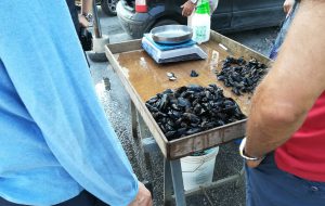 Sequestrati 25 Kg di cozze nere vendute in piazza: non avevano i requisiti igienico-sanitari per essere portate a tavola