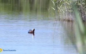 Meraviglia a Torre Guaceto: papà folaga nutre i piccoli affamati