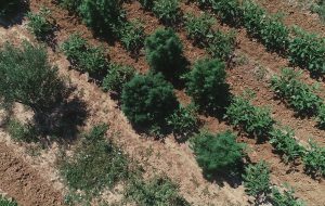 Pianta oltre 400 piante di marijuana su un terreno di contrada Brancasi