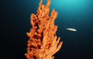 In arrivo in concorso di fotografia di Torre Guaceto: “See the sea”