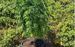 I Carabinieri sequestrano due piante di cannabils alte 1,5 metri coltivate su terreno demaniale